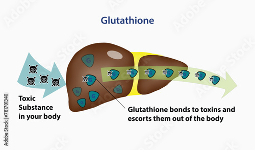 Glutathione Detoxification, Glutathione in livers help removes and escorts toxin substances out of the body. Vector and illustration