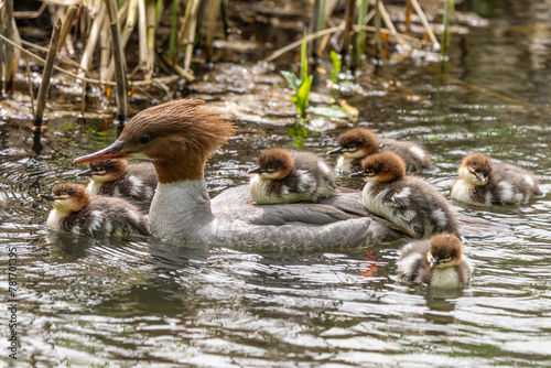 Gänsesäger mit Nachwuchs | Kücken | Entenvogel photo