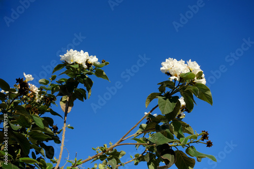 Anacahuita (also known as Cordia Boissieri, White Cordia, Mexican olive, Texas wild olive) flowering in early Spring, copy space photo