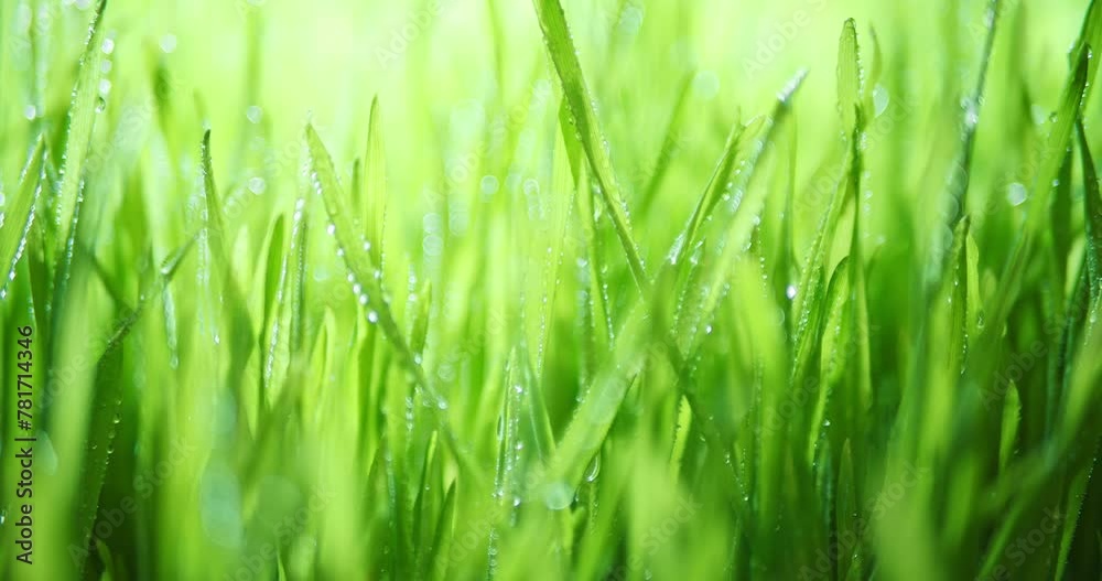 Sunlight shining through fresh spring grass with dew drops. Vibrant green meadow with shiny water droplets. Showing tranquility of spring, environmental or Earth day nature backgrounds. Seamless loop. Sunlight shining through fresh spring grass with dew drops. Vibrant green meadow with shiny water droplets. Showing tranquility of spring, environmental or Earth day nature backgrounds. Seamless loop.
