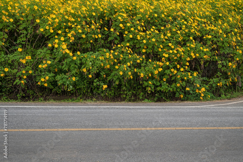 Side view of asphalt road with flower. © yotrakbutda