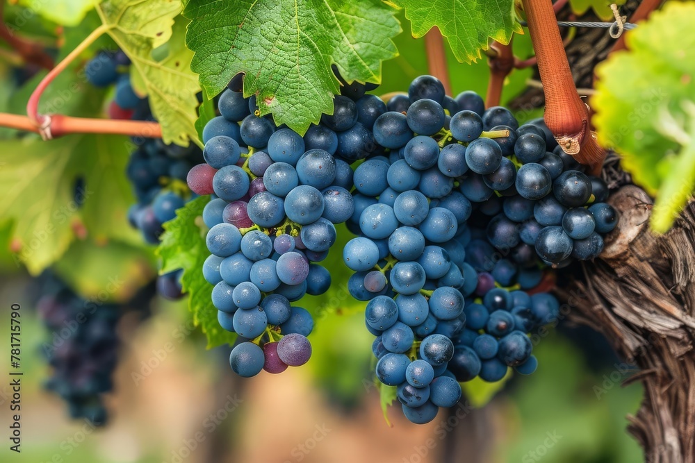 closeup of ripe grapes on vine in vineyard wine production and agriculture concept natural background