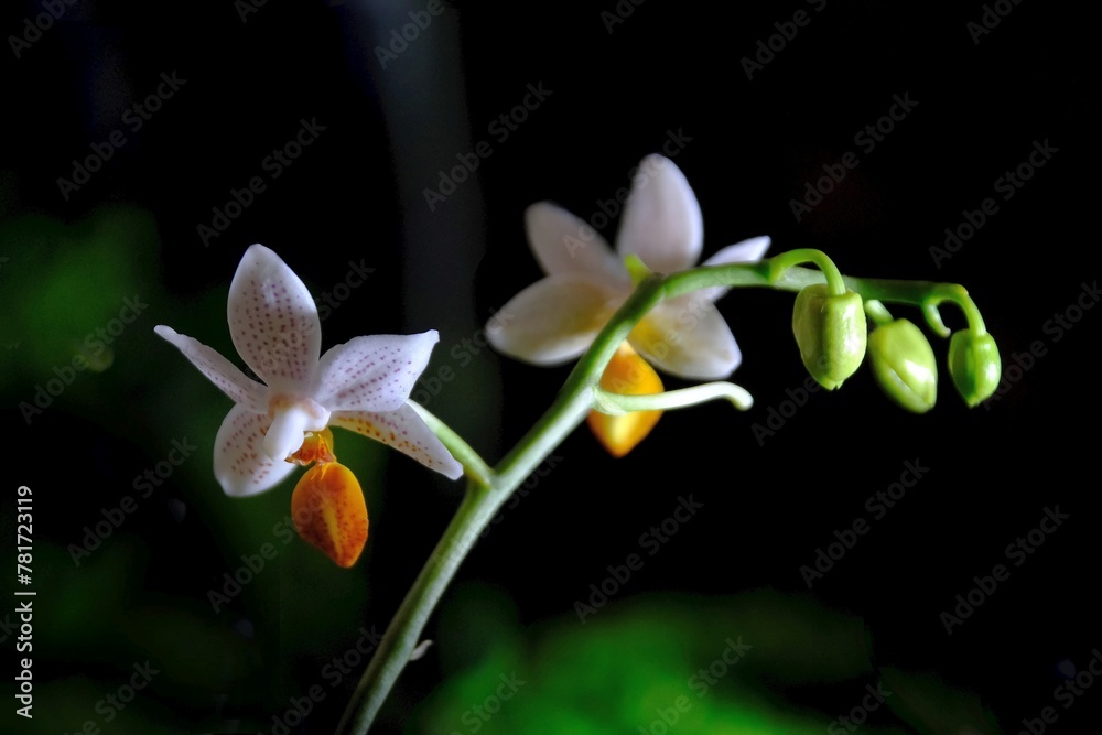 Obraz premium Beautiful exotic flowers of Palaenopsis Mini Mark in botanical garden