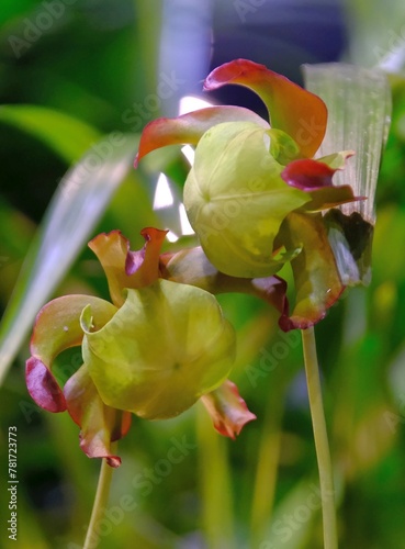 Beautiful exotic plants of Sarracenia flava x oreophila in botanical garden. It is insectivorous plant. 