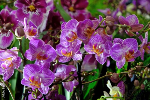 Beautiful exotic flowers of orchid Phalaenopsis in botanical garden