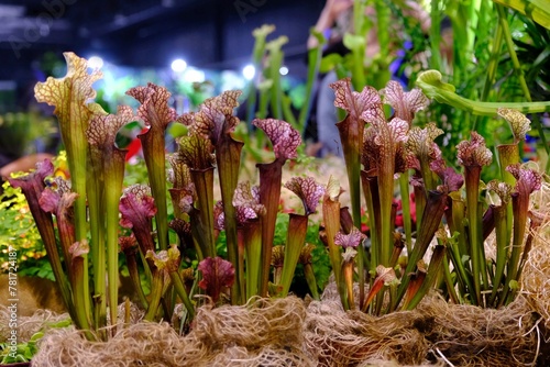 Beautiful exotic flowers of Sarracenia purpurea  purple pitcher plant  northern pitcher plant  turtle socks  side-saddle flower . It is insectivorous plant.