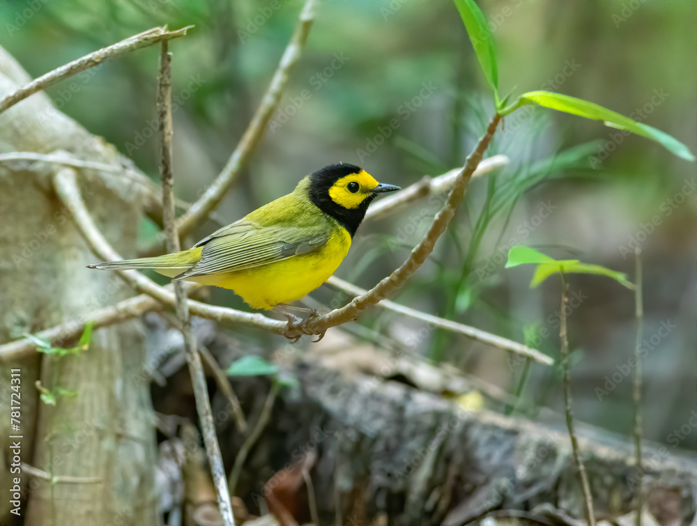 Fototapeta premium hooded warbler bird perched on a branch
