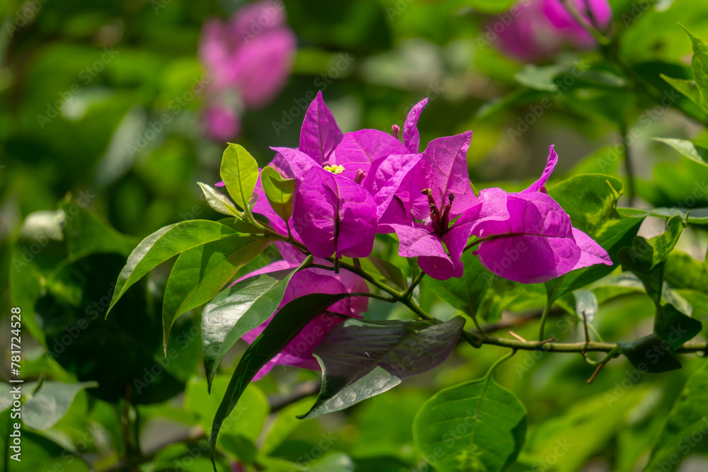 Fototapeta premium Lilac bougainvillea flowers with nature on blurred background
