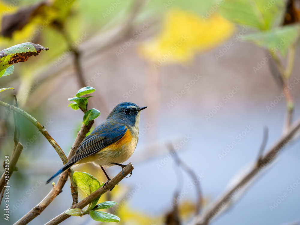 Fototapeta premium 森の中で枝に留まっているルリビタキの雄
