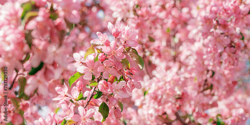 Beautiful apple tree flowers texture at sunlight, lush spring blooming pink red blossoms on blurred background, wide banner. Aesthetic nature scenic photo, close up fresh blooms at daylight Beautiful apple tree flowers texture at sunlight, lush spring blooming pink red blossoms on blurred background, wide banner. Aesthetic nature scenic photo, close up fresh blooms at daylight