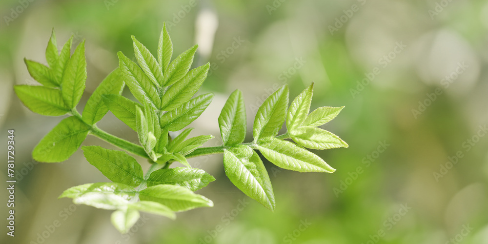 Fresh Green Maple Leaves at Sunlight, green yellow vibrant color spring nature blurred background, copy space, young leaf on branch tree, natural aesthetic soft focus banner landscape Fresh Green Maple Leaves at Sunlight, green yellow vibrant color spring nature blurred background, copy space, young leaf on branch tree, natural aesthetic soft focus banner landscape