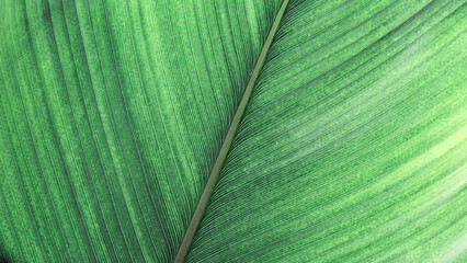 Green palm leaf macro, textured tropical leaves summer tropical plant as natural background. Green monochrome aesthetic botanical texture, wild nature foliage scenery, selective focus, close up