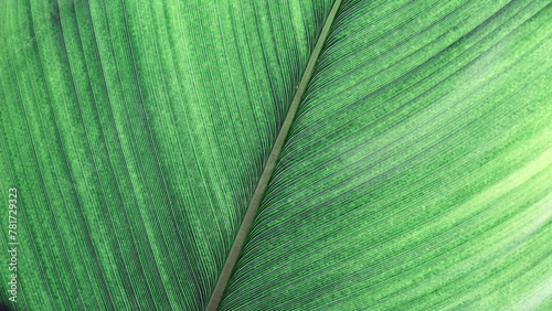 Green palm leaf macro, textured tropical leaves summer tropical plant as natural background. Green monochrome aesthetic botanical texture, wild nature foliage scenery, selective focus, close up © yrabota