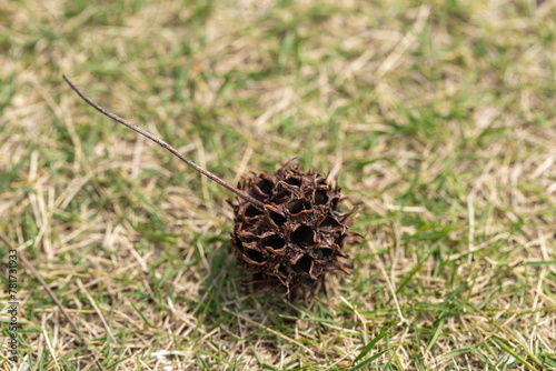 A sweetgum nut shell on the lawn