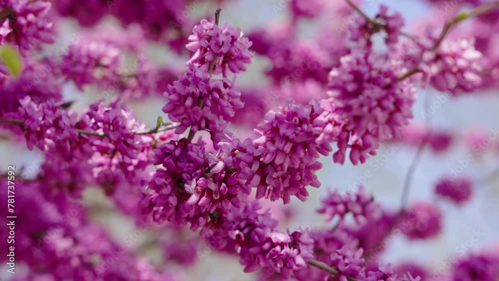 Purple cercis chinensis outdoors, Chinese redbud in spring garden. Purple cercis chinensis outdoors, Chinese redbud in spring garden.