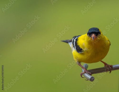 Gold Finch Perched