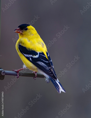 Gold Finch Perched