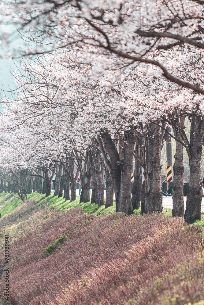 Fototapeta premium 한국의 벚꽃이 보이는 풍경 