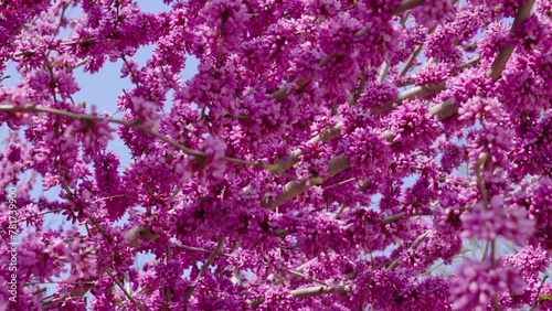 Purple cercis chinensis outdoors， Chinese redbud in spring garden.	 photo