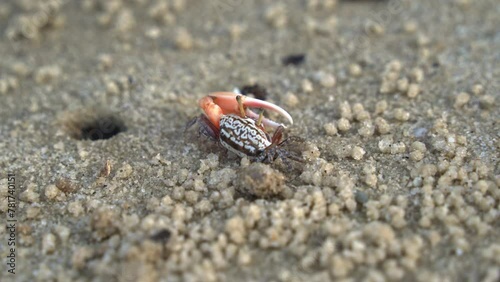 Close up shot of a male sand fiddler crab in its natural habitat, foraging and sipping minerals on the sandy tidal flat, feeds on micronutrients and creates tiny sand balls around its burrow. photo