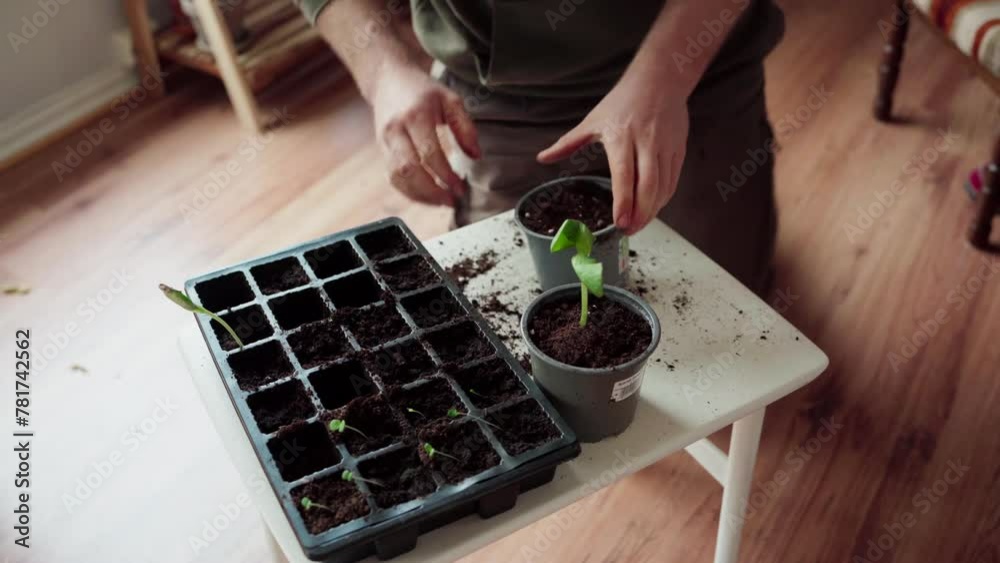 Man Making Hole On Soil In The Pot For Seedling. - close up shot Man Making Hole On Soil In The Pot For Seedling. - close up shot