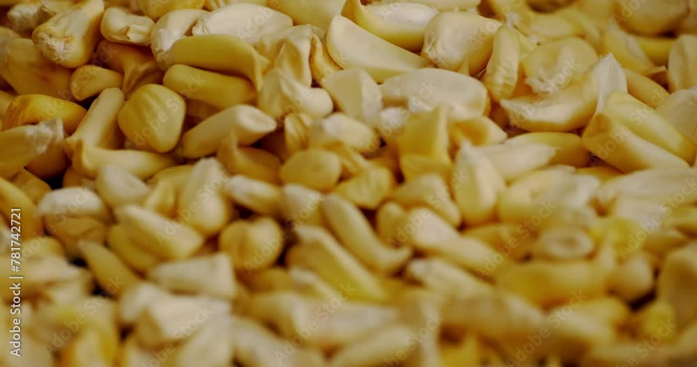 trowing cancha corn on a pan for toasting it trowing cancha corn on a pan for toasting it