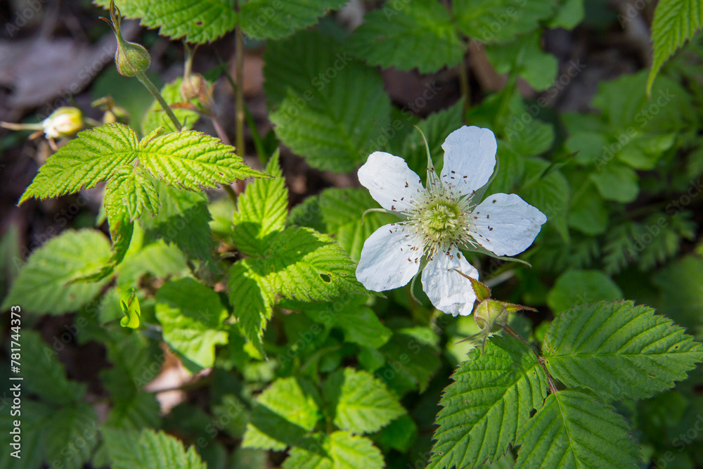 野いちごの花 野苺 野イチゴ 野いちごの花 野苺 野イチゴ