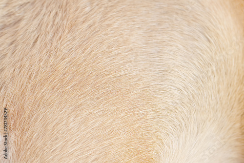 Dog fur soft smooth patterns light brown  texture or Nature animal hair on background