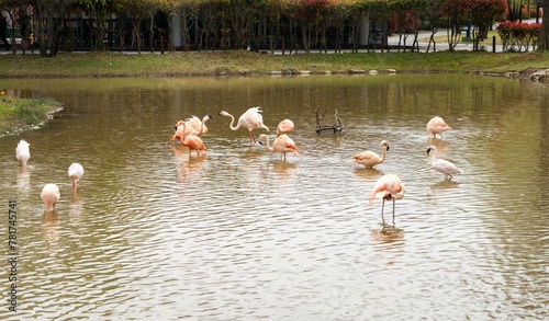 순천만국가정원의 홍학(flamingos)