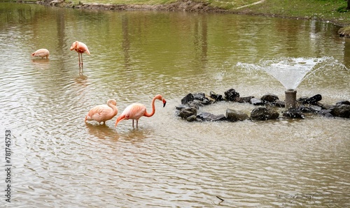 순천만국가정원의 홍학(flamingos)