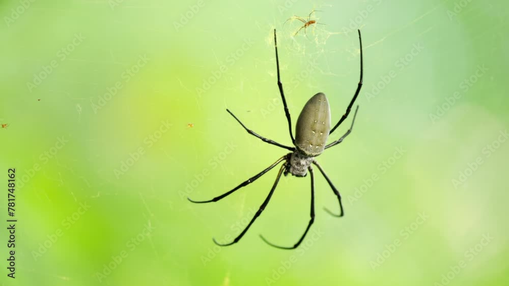 female giant golden orb weaver, a species of golden orb-web spider female giant golden orb weaver, a species of golden orb-web spider