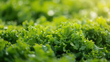 Salad farm vegetable green oak lettuce. Close up fresh organic hydroponic vegetable plantation produce green salad hydroponic cultivate farm. Green oak lettuce salad in green Organic plantation Farm.