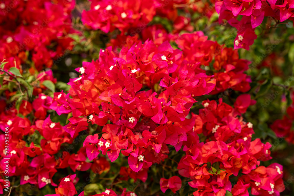 Bright red and pink bougainvillea flowers on tree, beautiful red and pink tropical flowers in garden. Bright red and pink bougainvillea flowers on tree, beautiful red and pink tropical flowers in garden.