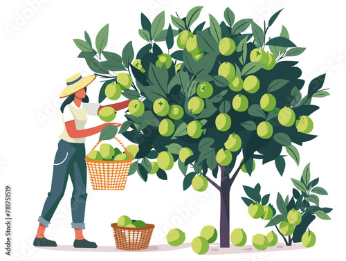 Homegrown Lime Bounty: A Sustainable Harvest in Vibrant Hues