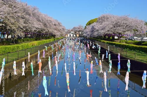 Carp streamers hang up over Tsuruuda River and cherry blossom trees in Gunma Prefecture, Japan