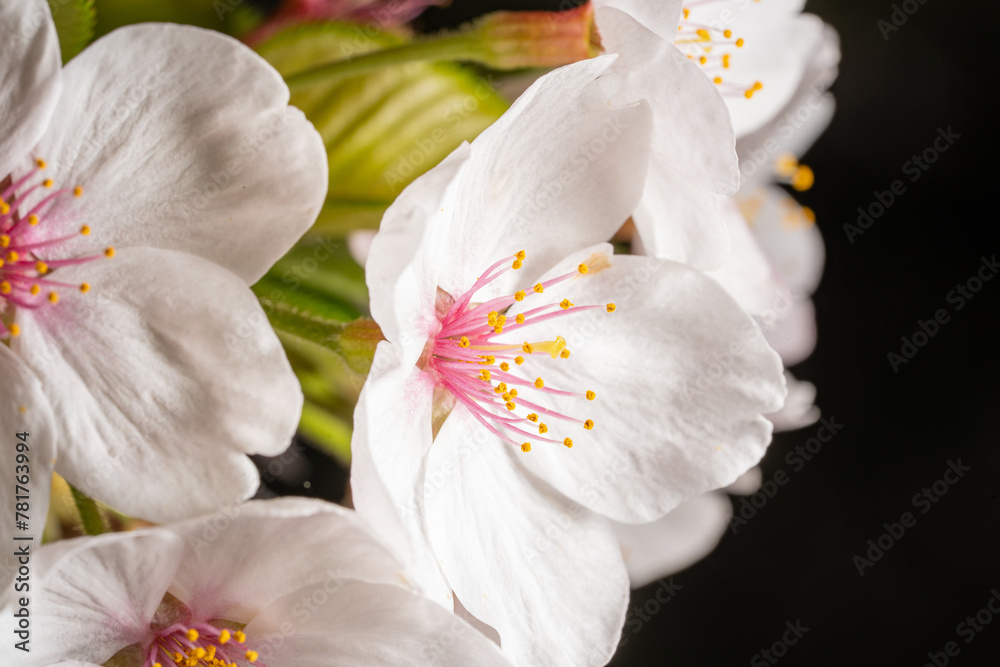 Obraz premium 벚꽃