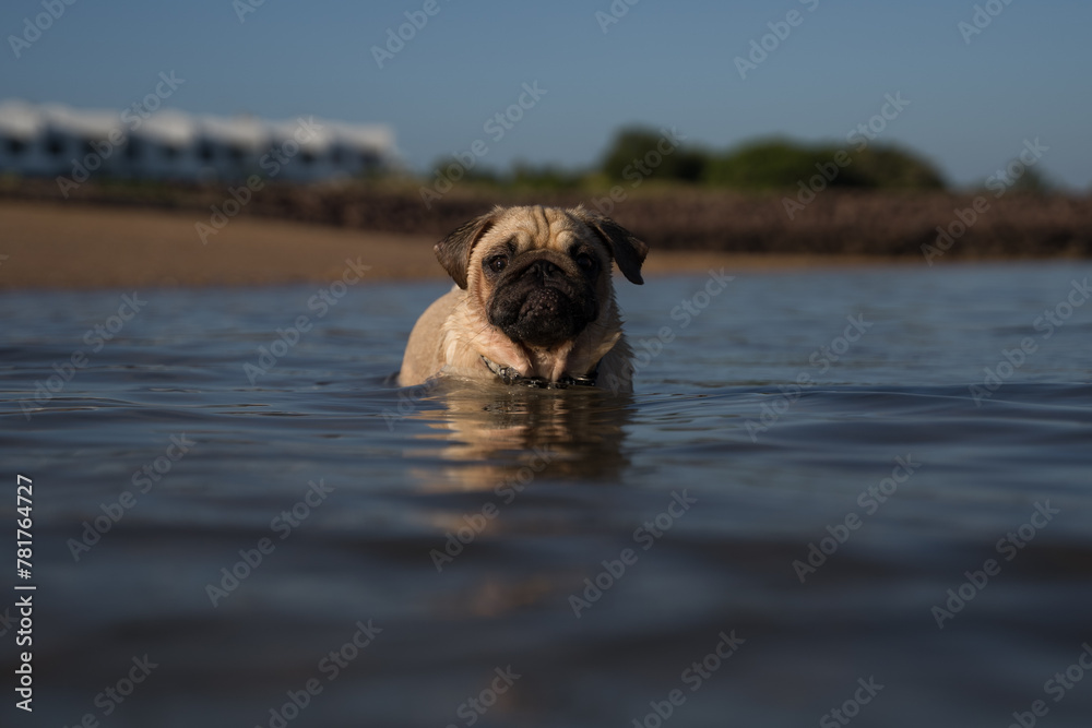 Obraz premium dogs in the park and on the beach