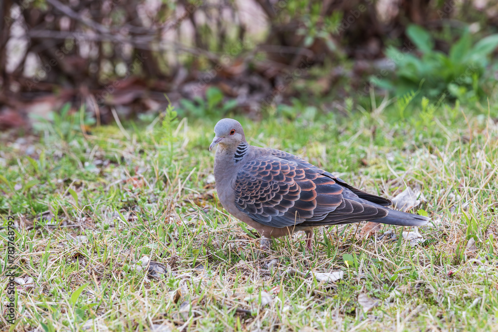 rufous turtle dove walking on the grass. Oriental turtle dove, streptopelia orientalis rufous turtle dove walking on the grass. Oriental turtle dove, streptopelia orientalis