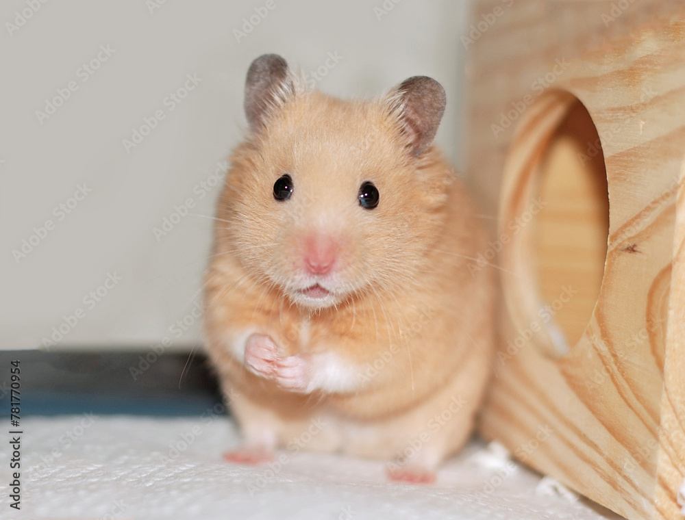 Syrian hamster stands up and strikes a very cute pose Syrian hamster stands up and strikes a very cute pose