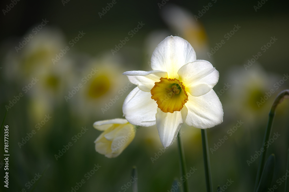 White daffodils also known as narcissus in full bloom White daffodils also known as narcissus in full bloom