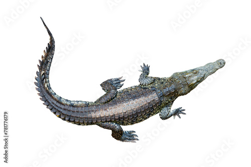 top view crocodile isolated on white background