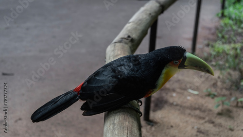 A beautiful Ramphastos dicolorus green-billed toucan sits on a perch in a tropical garden. A bird with bright black-yellow-red plumage, a large green beak, and blue eyes. Profile view. Close-up. 