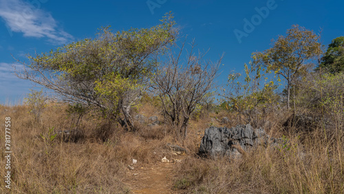 A dirt path climbs the hill. The trees grow among the yellowed tall grass. Bizarre karst limestone boulders are scattered. Clear blue sky. Madagascar. The road to Tsingy De Bemaraha