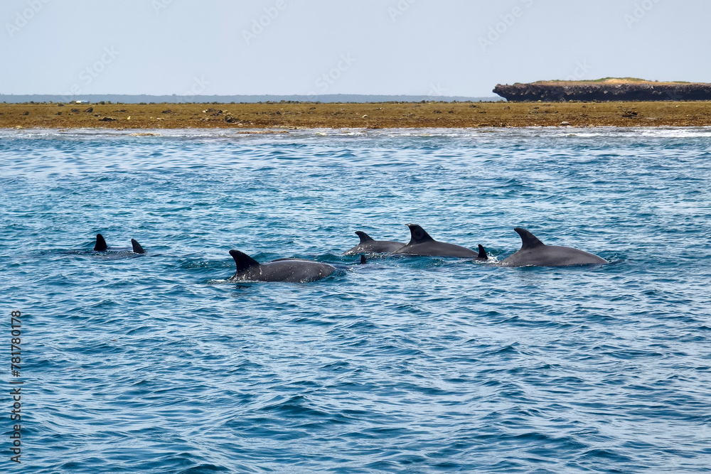 Fototapeta premium A pod of Dolphins off coast of Muscat in Oman