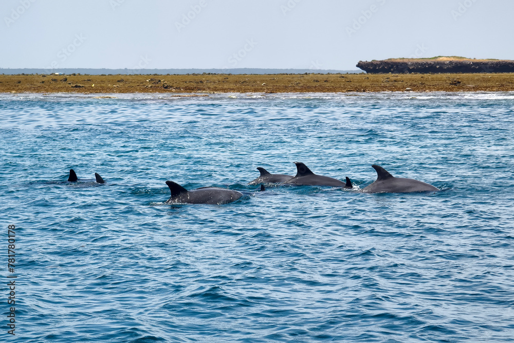 Obraz premium A pod of Dolphins off coast of Muscat in Oman
