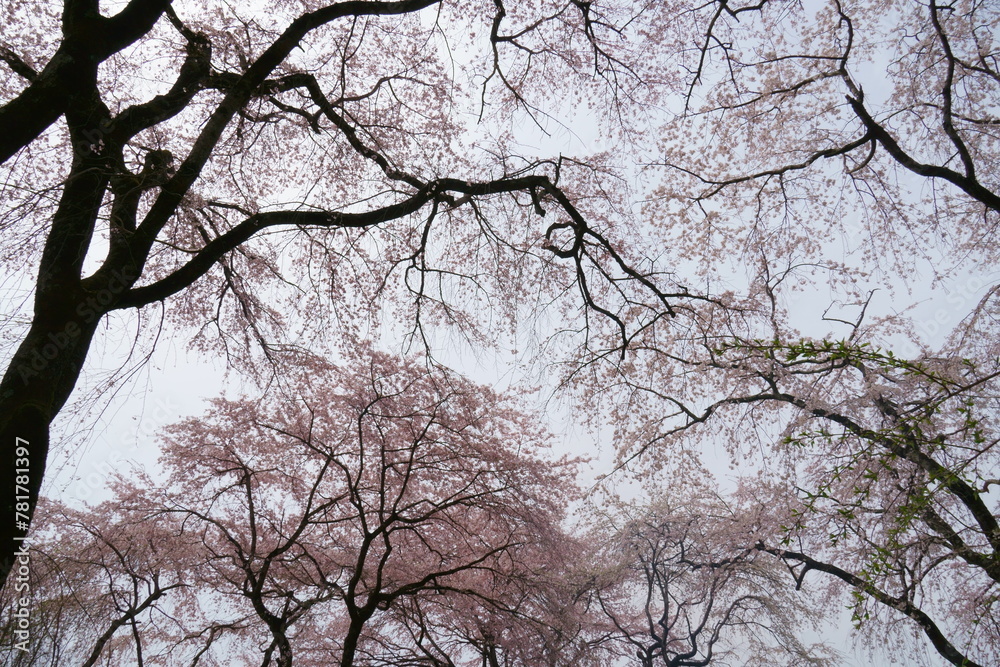 ピンクの桜 ピンクの桜