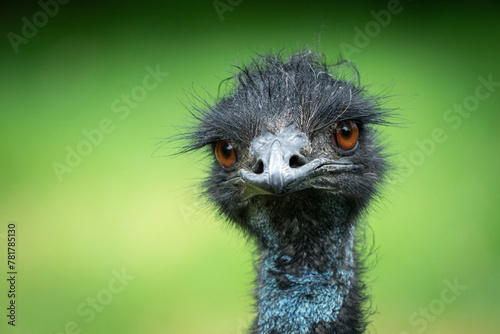 Portrait of an Emu