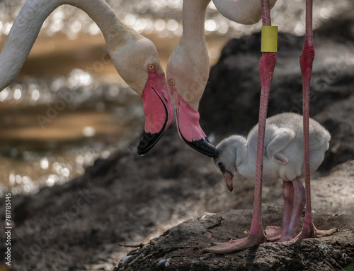 Family of Flamingos