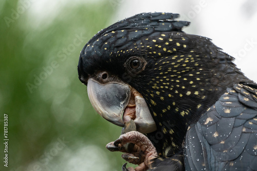 Portrait of a Red-Tailed Black Cockatoo