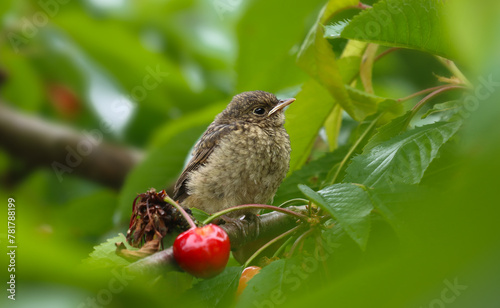 A baby bird sits on a cherry branch. © PRUSSIA ART